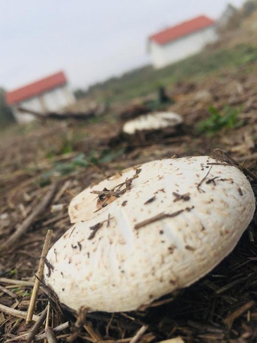 Tomajor Vendeghazak Apartment Tiszaeszlar Exterior foto